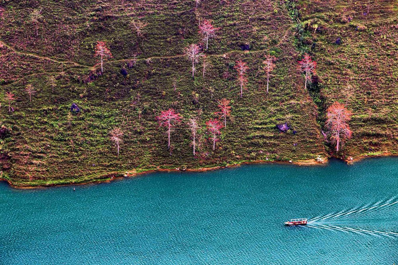 Hoa gạo đỏ rực bên bờ sông Nho Quế